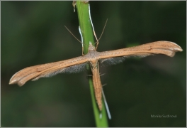 <p>PERNATUŠKA REZEKVÍTKOVÁ (Stenoptilia pterodactyla ) Jiříkov</p>